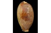 Cypraea lynx f. vanelli 78,40 mm  BIG , Monster , WRS(2017) , OLANGO AREA BY LOCAL FISHERMEN , Philippines , AMAZING SPECIMEN AT 78,4 MM THE ACTUAL WRS IS AT 77,20 MM VERY GOOD QUALITY FOR SUCH SIZE  (Shells Passion) 