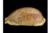 Cypraea lynx f. vanelli 78,40 mm  BIG , Monster , WRS(2017) , OLANGO AREA BY LOCAL FISHERMEN , Philippines , AMAZING SPECIMEN AT 78,4 MM THE ACTUAL WRS IS AT 77,20 MM VERY GOOD QUALITY FOR SUCH SIZE  (Shells Passion) 