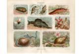 WATER SNAILS LAND SNAILS SLUG MOLLUSCA Antique Chromolithograph Print , Light bars,strips on the top and bottom or right and left sides of the prints it is from the scanner(It is not on the original print).  Original old German color chromolithograph print/double page OLD BOOK PLATE. This is authentic antique(not a modern reproduction)beautiful print comes from a German lexicon.  Very decorative.Looks great when framed.  Printed by Bibliographisches Institut Leipzig,Germany,1885. The overall size of this print with margins approx 11 3/4  x 9 3/4  inches and suitable for framing.   The print was folded inside the book and has an original centrefold. (ebay) / collag 
