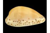Cypraea comptonii f. mayi 32,20 mm  Gem , BIG , Monster , WRS(2017)?! , PORT MC DONNELL A GIANT , Australia , VERY RARE IN SUCH SIZE & CONDITION  (Shells Passion) 