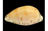 Cypraea comptonii f. mayi 32,20 mm  Gem , BIG , Monster , WRS(2017)?! , PORT MC DONNELL A GIANT , Australia , VERY RARE IN SUCH SIZE & CONDITION  (Shells Passion) 