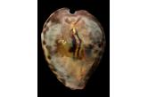 Cypraea teulerei 48,80 mm  Gem , Oman , NCREDIBLE PATTERN WITH VIOLIN VERY HEAVY SPECIMEN , SUPERB & RARE IN SUCH CONDITION A ONE OF A KIND  (Shells Passion)