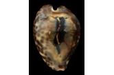 Cypraea teulerei 53,10 mm  Gem , Big , Oman ,VERY DARK PATTERN VERY HEAVY SPECIMEN , SUPERB & RARE LIKE THAT A TOP ONE   (Shells Passion)