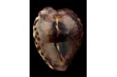 Cypraea teulerei 43,30 mm  Gem , INCREDIBLE BLACK PATTERN WITH POINTS ON SIDE VERY HEAVY FOR THIS LITTLE SPECIMEN A ONE OF A KIND  , EXCEPTIONAL & SELECTED    (Shells Passion)