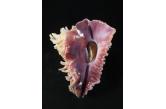Vasum cassiforme 118,00 mm  BIG , Monster , WRS(2017) , AMAZING VIOLET APERTURE! WONDERFUL QUALITY! WITH ORIGINAL OPERCULUM! GEM, taken by lobster nets at 25 meters depth. Recife, Pernambuco, Brazil   (ebay) / collag