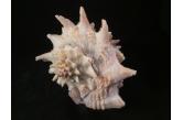 Vasum cassiforme 118,00 mm  BIG , Monster , WRS(2017) , AMAZING VIOLET APERTURE! WONDERFUL QUALITY! WITH ORIGINAL OPERCULUM! GEM, taken by lobster nets at 25 meters depth. Recife, Pernambuco, Brazil   (ebay)  / collag