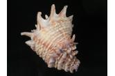 Vasum cassiforme 118,00 mm  BIG , Monster , WRS(2017) , AMAZING VIOLET APERTURE! WONDERFUL QUALITY! WITH ORIGINAL OPERCULUM! GEM, taken by lobster nets at 25 meters depth. Recife, Pernambuco, Brazil   (ebay)  / collag