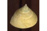 Calliostoma madagascarense 43,60 mm  BIG , Monster , WRS(2018) , Morondava, W. Madagascar ,  Registered WRS is 42.04. Fine+   (shellauction) 