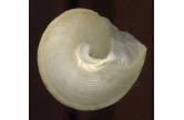 Calliostoma madagascarense 43,60 mm  BIG , Monster , WRS(2018) , Morondava, W. Madagascar ,  Registered WRS is 42.04. Fine+   (shellauction) 