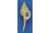 Afer cumingii 89,50 mm  BIG , Monster , WRS(2018) , F+++ Giant shell from old collection,  Taiwan  (shellauction) 