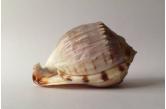 Cassis fimbriata 141,76 mm  BIG , Monster , WRS(2018) , his truly incredible giant of this endemic southern Australian species represents an increase of over 6 mm upon the current official WRS, (information verified at wrs-shells.com upon 20 November 2018). Rich purplish burgundy dorsum. Creamy ivory ventrum and shield, with accents of cinnamon. Sporadic minor losses, but exemplary overall condition for such an incredible old age giant - vastly superior quality to the current WRS specimen. Mammillate protoconch intact. Definitely for the Cassidae specialist or collector of WRS shells. Size: 141.76 mm (length). Grading: F++. Data: Off Kingston SE, South Australia, Australia; upon sand substrate; 40-80 m; craypot; 1984  (shellauction)  / collag