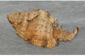Murex (Phyllonotus) pomum  137,70 mm   BIG , Monster , WRS(2018) , Guadeloupe  (ebay) 
