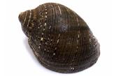 Purpura persica  107,10 mm BIG , Monster , WRS(2018) ,  GIANT SHELL !!! Eroded body due to old age, F+, W/O, 107.1 mm, collected by sea gypsy people as foods, on shore rocks and shallow reefs, off Racha Islands, Phuket, Thailand   (shellauction)  / collag
