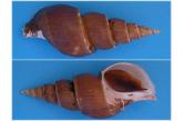 Japelion hirasei  132,10 mm  BIG , Monster , WRS(2018) , This is a WORLD RECORD SIZE (LARGEST) specimen of Japelion hirasei. At 132.1mm it surpasses the current registered specimen of 129.6mm by more than 3mm, a significant increase. Some small chips on the aperture lip is it only faults, otherwise a very good quality specimen. Dredged in 100M. off Choshi, Japan in 1974. Provenance of the M.Marrow collection with catalogue number  (shellauction)  / collag