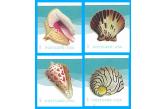 USA -  Stamp, 2017 US1708 Sea Shells, Marine Life  (ebay) s. 3 $ / collag