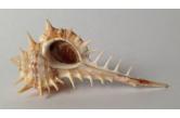 Murex (Vokesimurex) ruthae  84,90 mm   BIG , Monster , WRS(2018) , Virtually touching 85 mm, this superb specimen from the  old days  of collecting exceeds the current official WRS by over 15 mm, (information verified at wrs-shells.com on 21 March 2018). Exceptional quality for such an old age giant. Beautiful subtle colours. For the Muricidae specialist or WRS collector. Size: 84.9 mm (length). Grading: F++++; w/o. Data: Sea of Cortes, off La Paz, Baja California, Mexico; upon mud/sand substrate; 40-60 m; dredged; 1972   (shellauction)  / collag