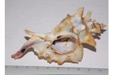 Murex (Pteropurpura) centrifuga  101,54 mm  BIG , Monster , WRS(2018) , This specimen downgraded as both lateral spines are damaged. Some minor spine damage, see photos. Has operculum. Sea of Cortez Found approximately 40 miles south of Puerto Penasco, Mexico. Google Earth Coordinates: 30 50   07 N / 114 02   22 W - Wagner Basin Collection Date: 03-15-2018, (March) 140 meters depth, confirmed with shrimp boat Captain  (ebay)  / collag   