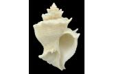 Babelomurex finchii 52,80 mm  BIG , Monster , WRS(2018) , TRAWLED BETWEEN 180 & 200 METERS DEEP IT WAS IN 1971 , SOUTH CHINA SEA , THIS SPECIMEN WAS THE WRS SINCE 47 YEARS A REAL MONSTER BOUGHT FROM AN OLD US COLLECTION   (Shells Passion)  