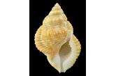 Bursa awatii 63,40 mm  MINIMA , DWARF - WRS(2018) , FROM ALIGUAY ISL FROM DEEP WATER . Philippines  . TOPPRICE  (Shells Passion) 