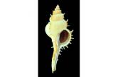 Murex (Vokesimurex) bobyini 74,30 mm  Gem , BIG , Monster , WRS(2018) , Big specimen WRS size, taken by tangle net -150m Davao area . Philippines  (Shells-Addict)  / collag