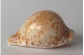 Cypraea hesitata f. beddomei 51,20 mm  BEST; EQUAL WRS SMALL , DWARF  WRS(2018) , This truly incredible shell is precisely the same size as the current official World Record Size small specimen, (information verified at wrs-shells.com on 15 July 2018). Markedly spherical, petilirostris-like form. Beautiful dense stippling. This outstanding specimen was formerly in the renowned Lance Moore collection of Sydney, and the original Moore label accompanies the specimen. Definitely for the advanced Umbilia collector who wishes to acquire the smallest possible example of the subspecies. Size: 51.2 mm (length). Grading: Gem. Data: Off Woolongong, New South Wales, Australia; upon mud/sand substrate; 100-150 m; trawled; 1981  (shellauction) 