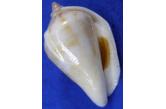 Strombus robustus 31,58 mm  DWARF - WRS(2018) , Trawled by fishermen at 30m., Surin, Phuket Island, Thailand, Andaman Sea, Coll.: July 1990, F+++, W/O, WORLD SIZE RECORD FOR SMALLEST ADULT SHELL (WRS) - OFFICIALLY APPROVED BY WRS, OFFICIAL CERTIFICATE CAN BE PROVIDED ON REQUEST  (shellauction) 