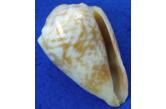 Conus sinaiensis 30,60 mm  BIG , Monster , WRS(2019) , Exposed on the reef at shallow water, Sinai peninsula, Egypt, Gulf of Aqaba, Northern Red Sea, 2008, F++, WRS_WORLD SIZE RECORD - OFFICIALLY APPROVED BY WRS - OFFICIAL CERTIFICATE WILL BE PROVIDED UPON REQUEST  (shellauction) 