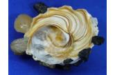 Xenophora peroniana 74,56 mm  BIG , Monster , WRS(2019) , Trawled at 90 fathoms on mud, off Cape Moreton, Queensland, Australia, Collected: May.1992, F+++, WORLD SIZE RECORD - OFFICIALLY APPROVED BY WRS (shellauction) 