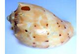 Voluta (Cymbiola) sophia 86,50 mm  BIG , Monster , WRS?(2019) , Off Darwin,North Australia, Trawled, Fine, dead taken plus holes  (shellauction) 