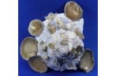 Xenophora minuta 99,44 mm  BIG , Monster , WRS(2019) , Trawled by fishermen at 130m., Off Zhejiang Province, China, East China Sea, Coll.: 2007, F++, WORLD SIZE RECORD - OFFICIALLY APPROVED BY WRS   (shellauction) 