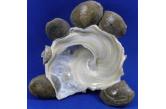 Xenophora minuta 99,44 mm  BIG , Monster , WRS(2019) , Trawled by fishermen at 130m., Off Zhejiang Province, China, East China Sea, Coll.: 2007, F++, WORLD SIZE RECORD - OFFICIALLY APPROVED BY WRS   (shellauction) 