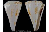 Conus trigonus adami 90,35 mm  BIG , Monster , WRS(2018) ,  NEW W.R.S. really superb pattern and have his operculum... Collected in WEST AUSTRALIA DAMPIER AREA ... Very unusual colour and impressive size.  TOPPRICE  (shellauction) / collag