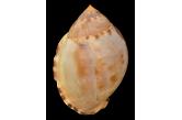 Cassis (Semicassis) labiata 87,53 mm  BIG , Monster , WRS(2019) , F3 , Australia , WEST TASMANIA FOUND IN CRAYFISH POT . THE ACTUAL WRS SINCE 2013 .  TOPPRICE  (Shells Passion) 