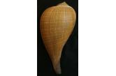 Ficus gracilis 180,00 mm  BIG , Monster , WRS2(2019) , F+++,Giant shell hard to find this size,dive in 20 meters deep,Date collected April 2019 , Negros , Philippines  (shellauction) 