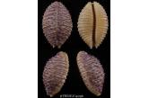 Cypraea cassiuai 25,00 mm Marquesas Isl... Nuku Hiva..- 12 mt deep by night. Very pretty color , superb shape and quality for this very required species.  TOPPRICE  (ebay) 