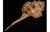 Murex (Haustellum) barbieri 140,40 mm  BIG , Monster , WRS(2019) , near Ifaty, Madagascar, on sand in coral reef lagoon in 6m depth, with original operculum on, live taken specimen shell.  My largest specimen and a perfect beauty, indeed a very rare GIANT of Monster Size and possibly new WRS (my edition is outdated, let me know if you have the latest copy) ! Beautiful pattern and natural gloss, this is a choice specimen with long siphonal tube and original operculum on, preserved in all natural condition Flawless beauty which displays a color of rare saturation, very rich and naturally glossy, and the aperture is of such exceptional quality you will hardly believe this to be true.  (ebay/Gisela) / collag