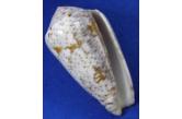 Conus nigropunctatus  elatensis  (Wils, 1971)  49,63 mm   BIG , Monster , WRS(2019) , Under coral slab at shallow water, off East Sinai peninsula, Egypt, Gulf of Aqaba, North Red Sea, F++, WORLD SIZE RECORD - OFFICIALLY APPROVED BY WRS - OFFICIAL CERTIFICATE WILL BE PROVIDED UPON REQUEST, old fish bite scar - naturally repaired by animal, not affecting the overall beauty  (shellauction) 