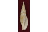 Mitra (Calcimitra) kingtsio 81,87 mm  BIG, Monster, WRS(2020), S.W. Taiwan, New W.R.S (current record is 80.01 mm)! F+, with normal growth marks and tiny chips, but it is a live taken shell! Trawled by local commercial fishing boat at 300-400 m on sand & mud.  TOPPRICE  (shellauction) 