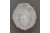 Patella tabularis 154,50 mm  BIG, Monster, WRS(2020), South Africa, F+ (natural dorsum, good edges). Huge shell larger than the official WRS, uncommon size nowadays.  (shellauction) 