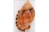 Cassis (Semicassis) decipiens 57,50 mm  BIG , Monster , WRS(2020) ,  Dead Taken in great condition, perfect apex, lip and canal ; SPLENDID ! - NEW WORLD RECORD SIZE ! - Previosly listed at 57.0 mm ; 57.5 mm ; Southern-East Madagascar, Evatra ; From Local Fisherman ; January 2020  (shellauction) 