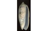 Oliva tremulina olympiadina (Duclos, 1835)  90,35 mm  BIG, Monster, WRS(2020), Toliara, SW Madagascar, The WRS is not registered, but the size reported on WEB is 60-72mm. GEM  (shellauction) 