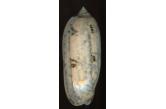 Oliva tremulina olympiadina (Duclos, 1835)  90,35 mm  BIG, Monster, WRS(2020), Toliara, SW Madagascar, The WRS is not registered, but the size reported on WEB is 60-72mm. GEM  (shellauction) 