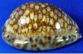 Cypraea maculifera 87,41 mm  BIG, Monster, WRS!?(2020), under coral slab at shallow water, off Olango island, Philippines, F+++, WORLD SIZE RECORD !! WIDE MARGINS, few micro bubbles under glaze  (shellauction) 