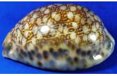 Cypraea maculifera 87,41 mm  BIG, Monster, WRS!?(2020), under coral slab at shallow water, off Olango island, Philippines, F+++, WORLD SIZE RECORD !! WIDE MARGINS, few micro bubbles under glaze  (shellauction) 