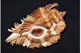 Murex (Pterynotus) miyokoae 78,70 mm  BIG, Monster, WRS(2020), Philippines, Mindanao, Balut Island, in tangle nets at 120 metres, Larger than the listed record size, F+++, a truly remarkable shell. TOPPRICE  (shellauction) 