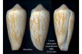 Conus pennaceus / episcopus mauritiensis (Lauer, 1992) 57,62 mm  BIG, Monster, WRS(2020), Mauritius, very large, dead collected and polished, rectified lip, still good looking, F+, from Crystal Beach  (shellauction) 