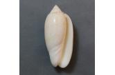 Oliva fulgurator aldinia (Duclos, P.L., 1844)  63,80 mm  Gem, BIG, Monster, WRS(2020),  Aruba. From government dredgings in the 70\'s. Ex De Man\'s Collection.  TOPPRICE  (caledonianseashells) 