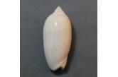 Oliva fulgurator aldinia (Duclos, P.L., 1844)  63,80 mm  Gem, BIG, Monster, WRS(2020),  Aruba. From government dredgings in the 70\'s. Ex De Man\'s Collection.  TOPPRICE  (caledonianseashells) 