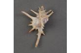 Murex (Chicoreus) boucheti 47,90 mm  BIG, Monster, WRS(2020), New Caledonia, S.W of Pines Isl., Exceptional size, W.R.S, Albinistic specimen, live taken, animal + op dried inside .  TOPPRICE  (Caledonian Seashells) 