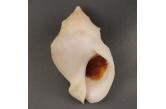 Mancinella grossa 52,10 mm  BIG, Monster, WRS(2020),  New Caledonia, South of Isle of Pines.  Exceptional size and very rare specie. Live taken. First time offered to collectors .  TOPPRICE   (caledonianseashells) 